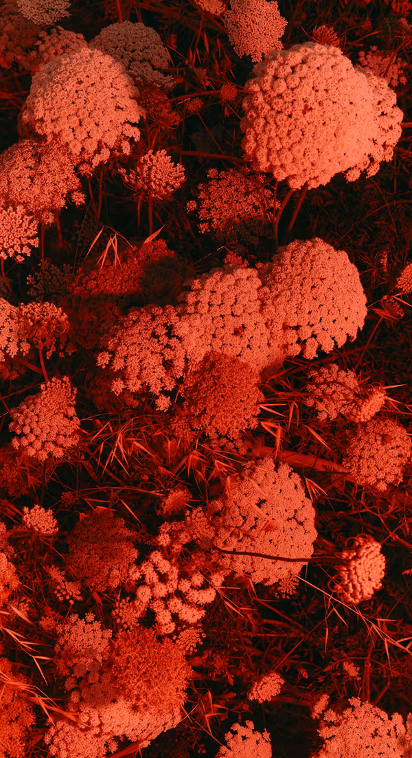 Dense clusters of flowers lit in red.