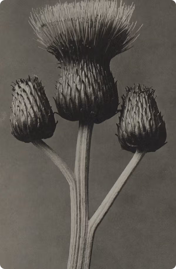 A monochrome close-up of three thistle heads.